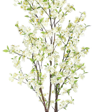 Close-up view of white blossoms on white background.