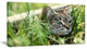 Lovely Kitten in Grass, Animal Art Painting, 32"x16"