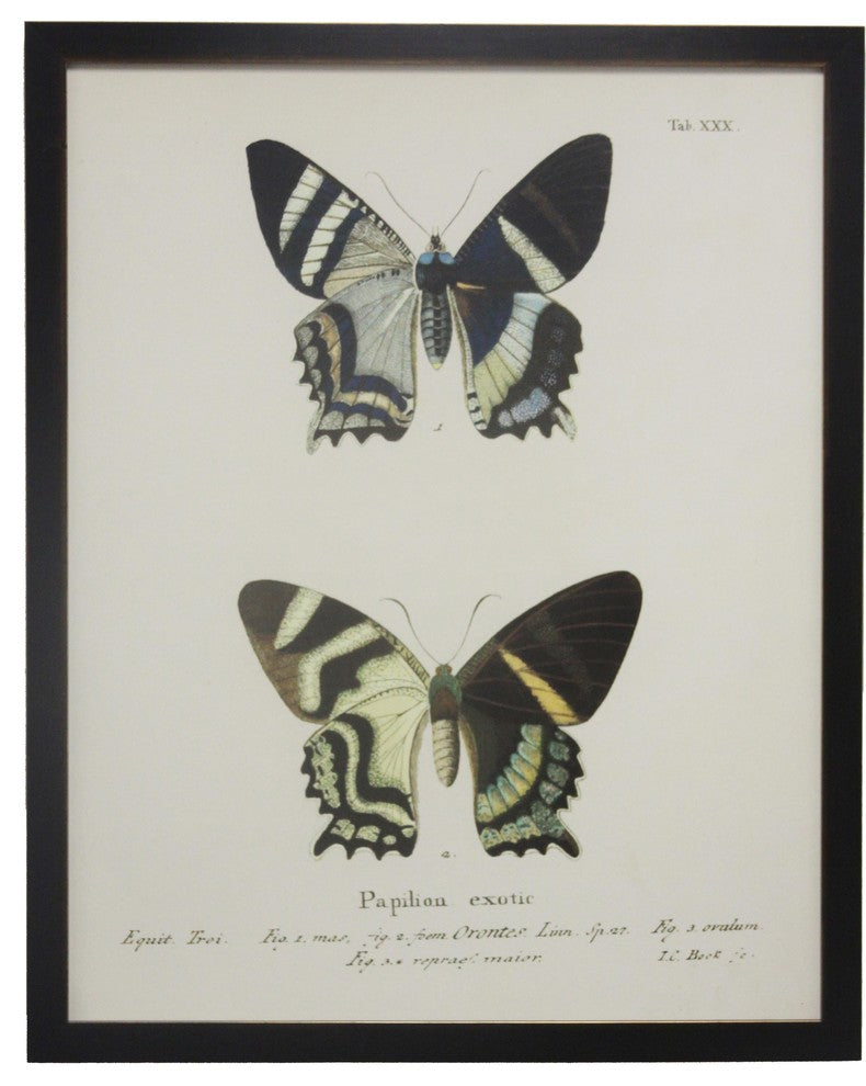 Double Butterfly XXX, Copper and Black Flat Moulding