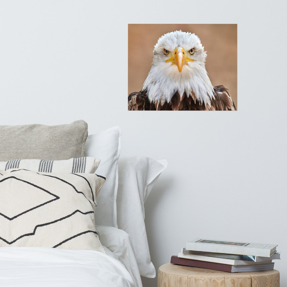 Bald Eagle Portrait Close-up 2 Loose Wall Art Print, 16" X 20"