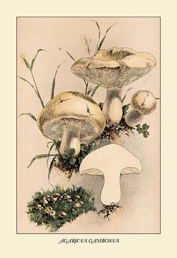 Agaricus Gambosus- Gallery Wrapped Canvas Art 28" x 42"