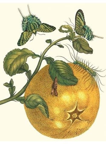 Pomelo Fruit with Urania Moth- Canvas Poster 20" x 30"