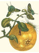 Pomelo Fruit with Urania Moth- Canvas Poster 20" x 30"