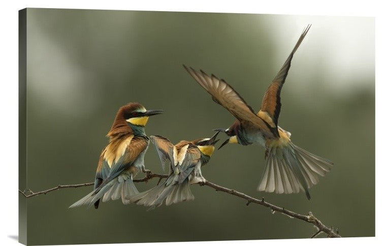 "The Fight For The Female" Stretched Canvas Giclee by Alberto Carati, 24"x16"
