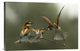 "The Fight For The Female" Stretched Canvas Giclee by Alberto Carati, 24"x16"