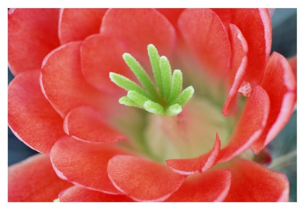"Claret Cup Cactus flower, Arizona" Paper Print by Tim Fitzharris, 32"x22"