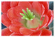 "Claret Cup Cactus flower, Arizona" Paper Print by Tim Fitzharris, 32"x22"