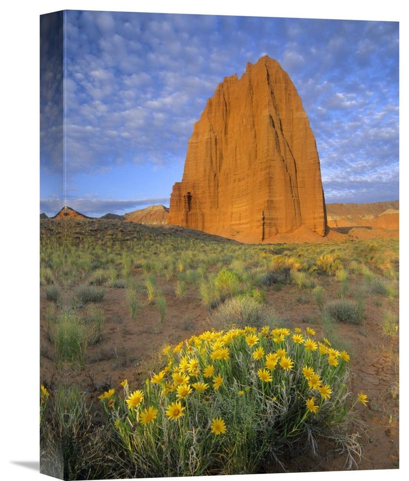 "Common Sunflowers And Temple Of The Sun, Capitol Reef Np, Utah" Artwork