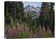 "Fireweed Flowering, Mount Rainier National Park, Washington" Artwork