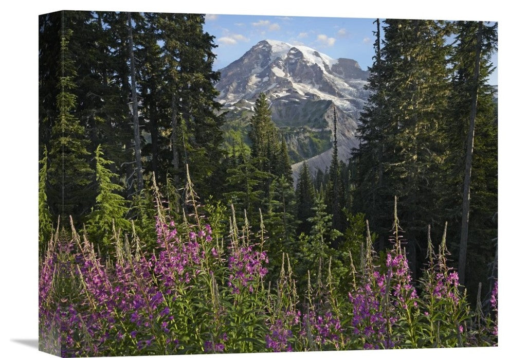 "Fireweed Flowering, Mount Rainier National Park, Washington" Artwork