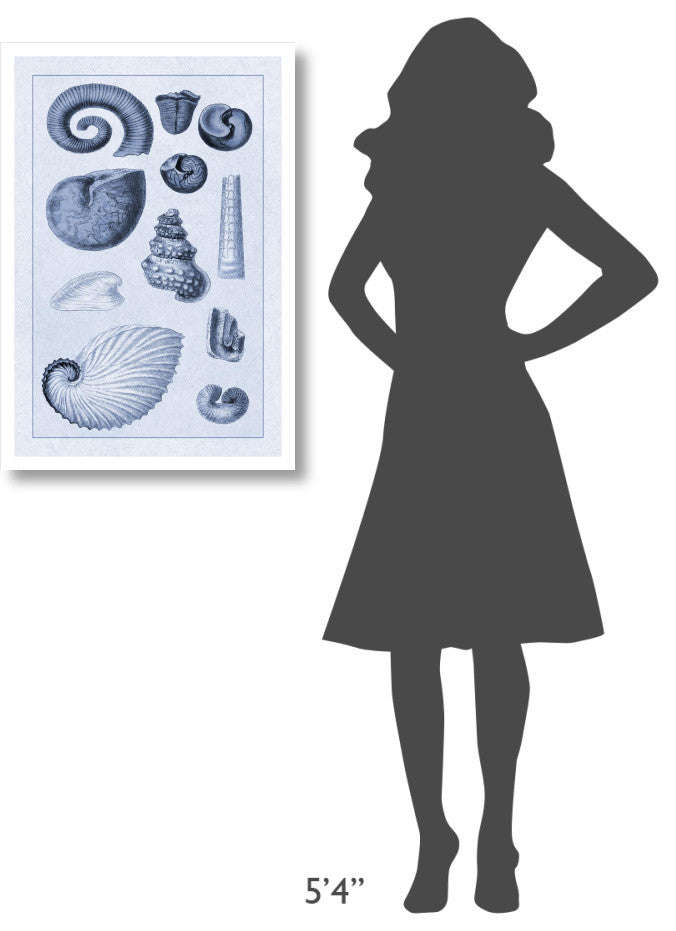 "Shells: Ammonacea (Blue)" Digital Paper Print by G.B. Sowerby, 22"x32"