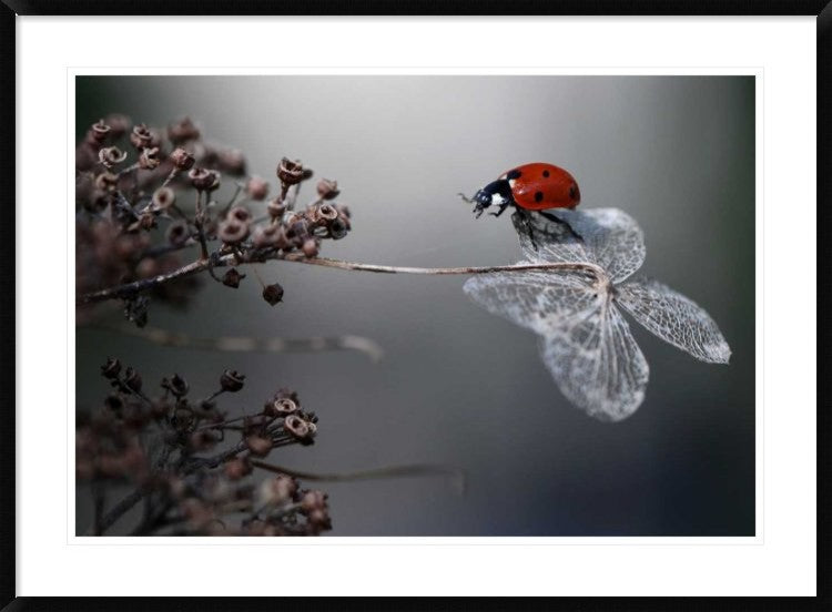 "Ladybird On Hydrangea." Framed Digital Print by Ellen Van Deelen, 44x32"