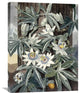 "Passion Flowers" Stretched Canvas Giclee by Robert John Thornton, 23"x30"