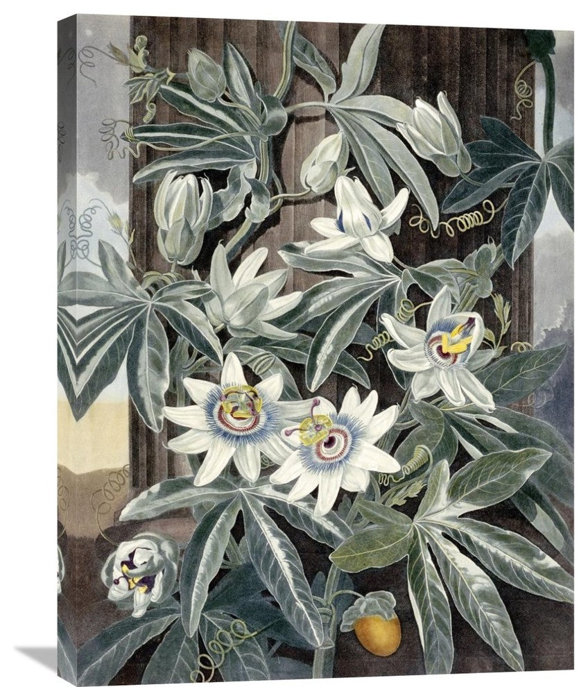 "Passion Flowers" Stretched Canvas Giclee by Robert John Thornton, 23"x30"