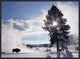 American Bison In Winter, Yellowstone National Park, Wyoming, 24"x18"