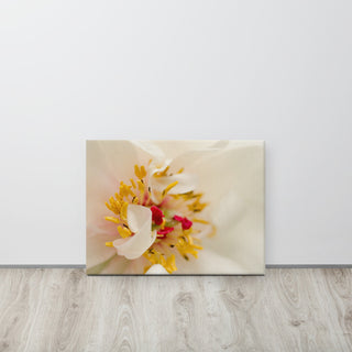 Eye of Peony Floral Nature Photography Canvas Wall Art Print, 18" X 24"