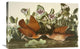 "Key-West Dove" Stretched Canvas Giclee by John James Audubon, 30"x20"