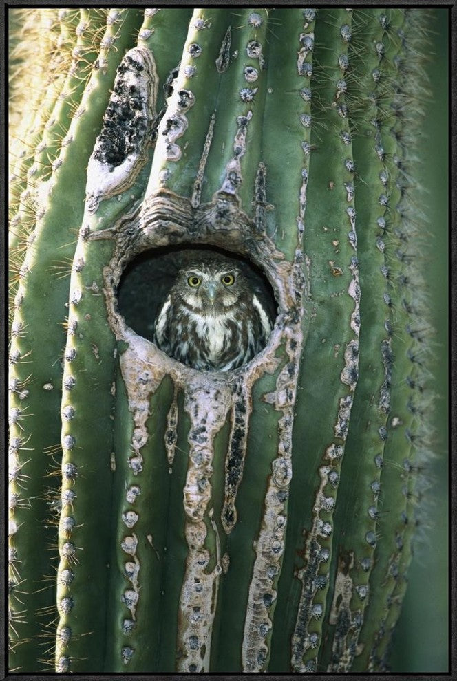 Ferruginous Pygmy Owl In Saguaro Cactus, Altar Valley, Arizona, 20"x30"