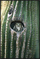 Ferruginous Pygmy Owl In Saguaro Cactus, Altar Valley, Arizona, 20"x30"