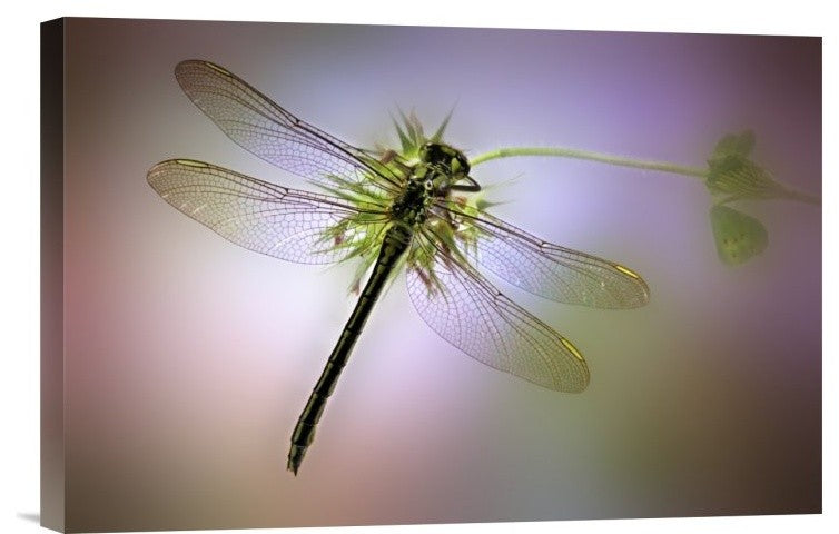 "Green Dragonfly" Stretched Canvas Giclee by Jimmy Hoffman, 18x12"