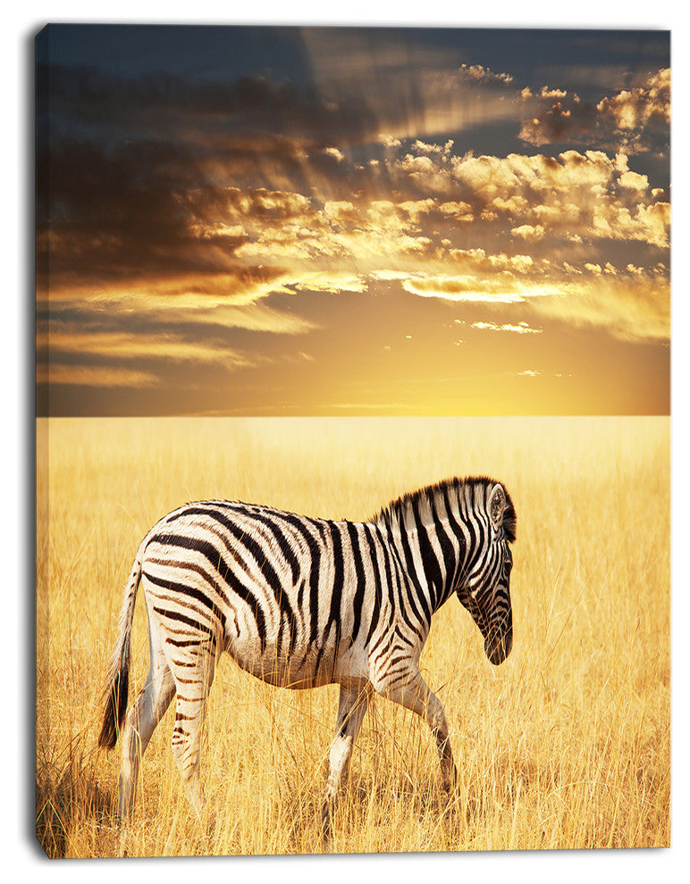 Solitary Zebra Walking in Grassland, African Canvas Art Print, 30"x40"