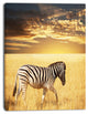 Solitary Zebra Walking in Grassland, African Canvas Art Print, 30"x40"