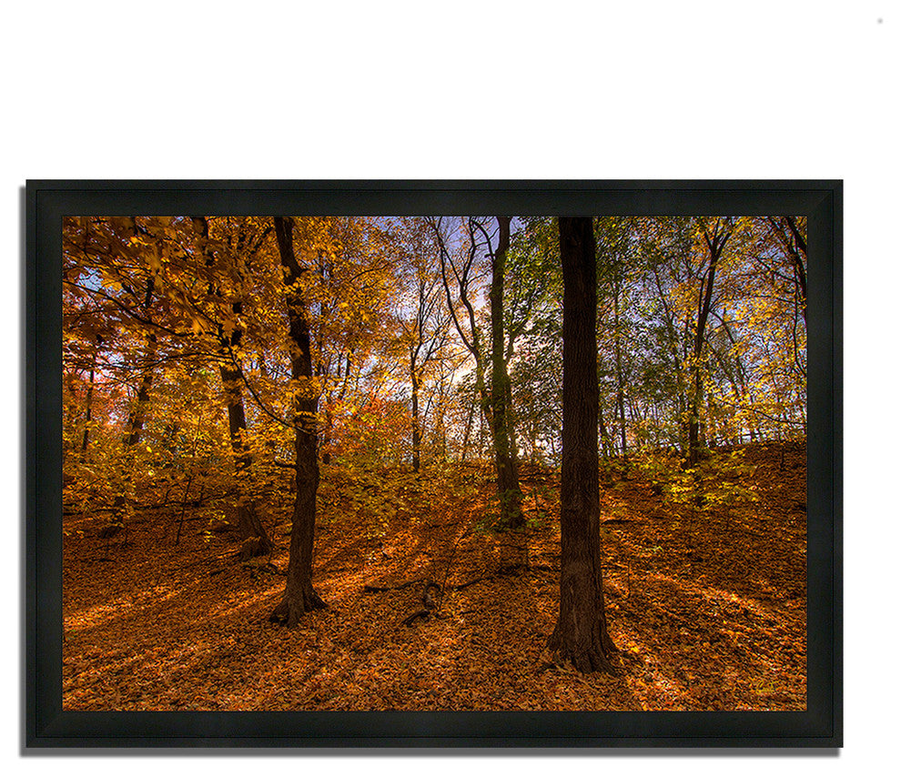 "Sun Spackled Wood ", Framed Photograph Print, Ready To Hang