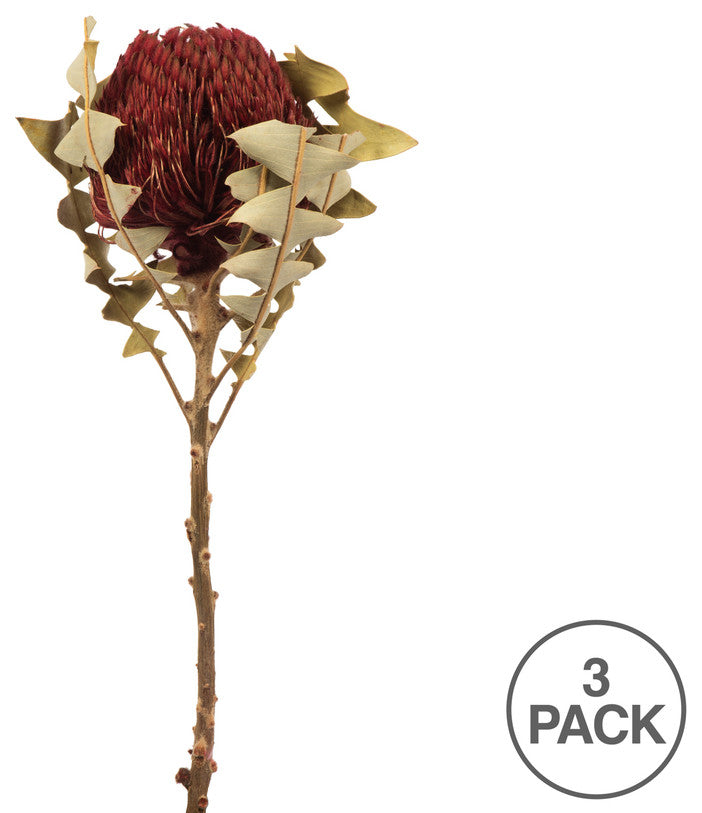 Vickerman 12" Natural Baxteri, Banksia Flower With Stem, Dried