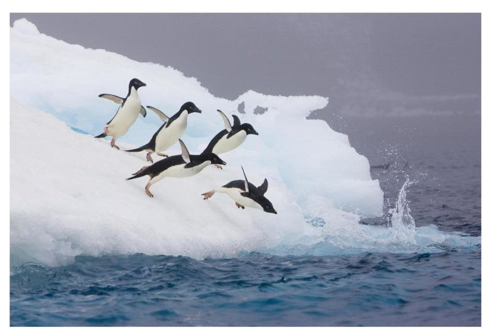 "Adelie Penguin diving off iceberg, Paulet Island" Paper Art, 32"x22"
