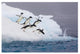"Adelie Penguin diving off iceberg, Paulet Island" Paper Art, 32"x22"