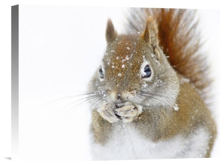 "Christmas Squirrel" Stretched Canvas Giclee by Mircea Costina, 16"x12"