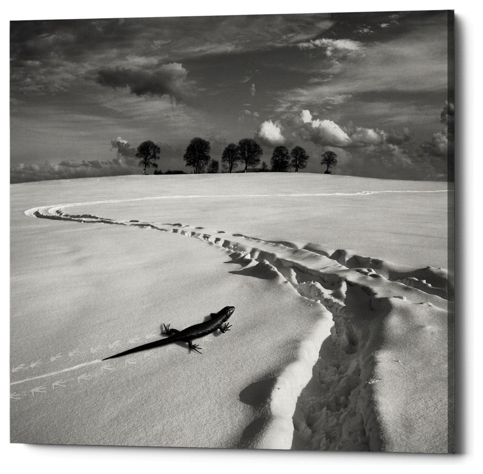 "Snowy Lizard" Giclee Canvas Wall Art, 26"x26"