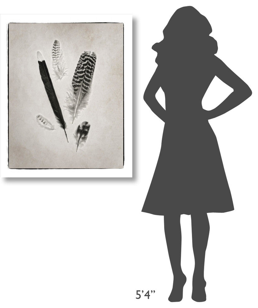 "Feather Group II - BW" Digital Paper Print by Debra Van Swearingen, 30"x37"