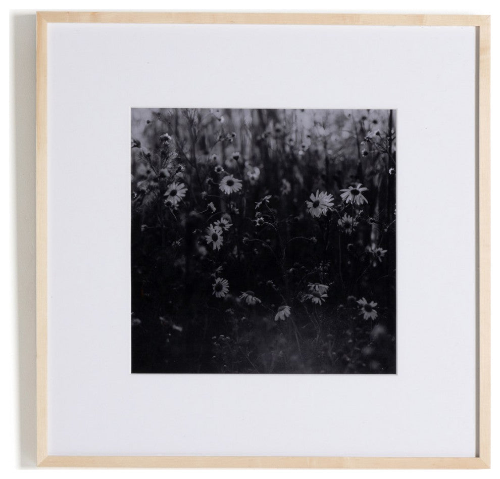 Floral Film Ii By Annie Spratt