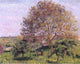Camille Pissarro Walnut Tree in Spring, 20"x25" Wall Decal Print