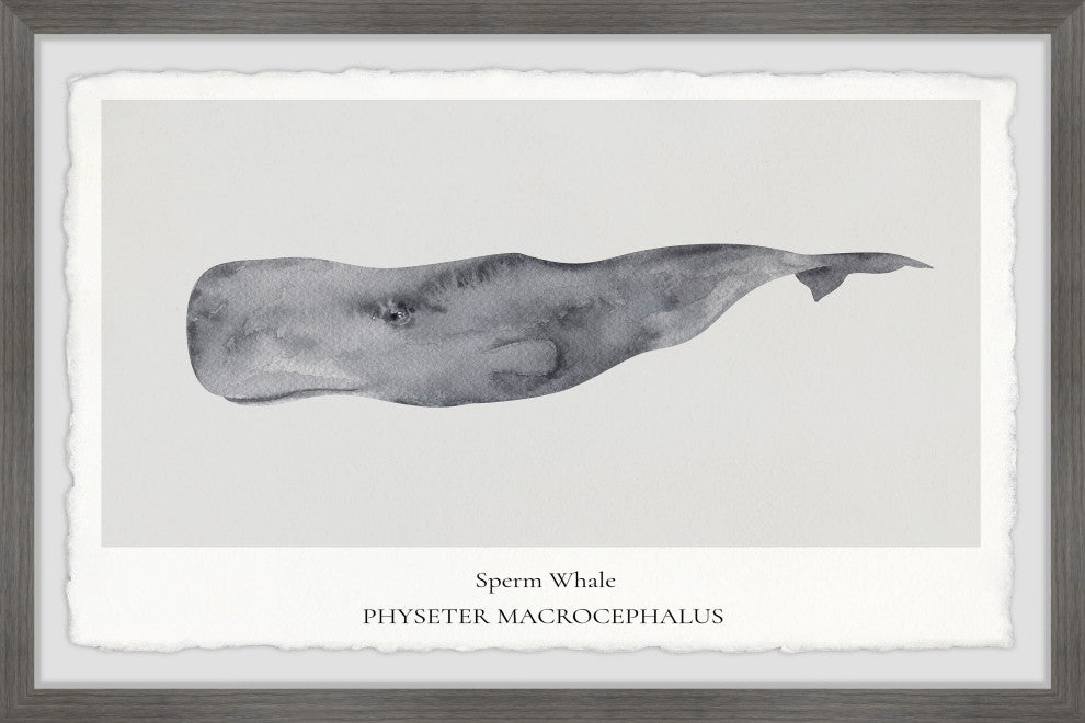 "Physeter Macrocephalus" Framed Painting Print, 12x8