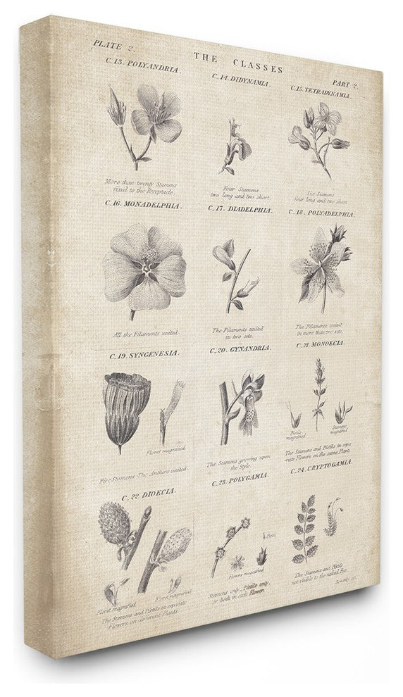 Stupell Ind. Conversations On Botany Wall Plaque, 13x19