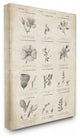 Stupell Ind. Conversations On Botany Wall Plaque, 13x19