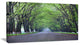 "Arched Trees Over Country Road" Landscape Canvas Photo Print, 32"x16"