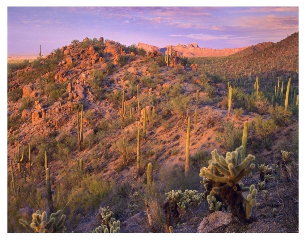 "Panther, Safford Peaks covered, Saguaro, Teddybear Cholla" Paper Art, 18"x14"