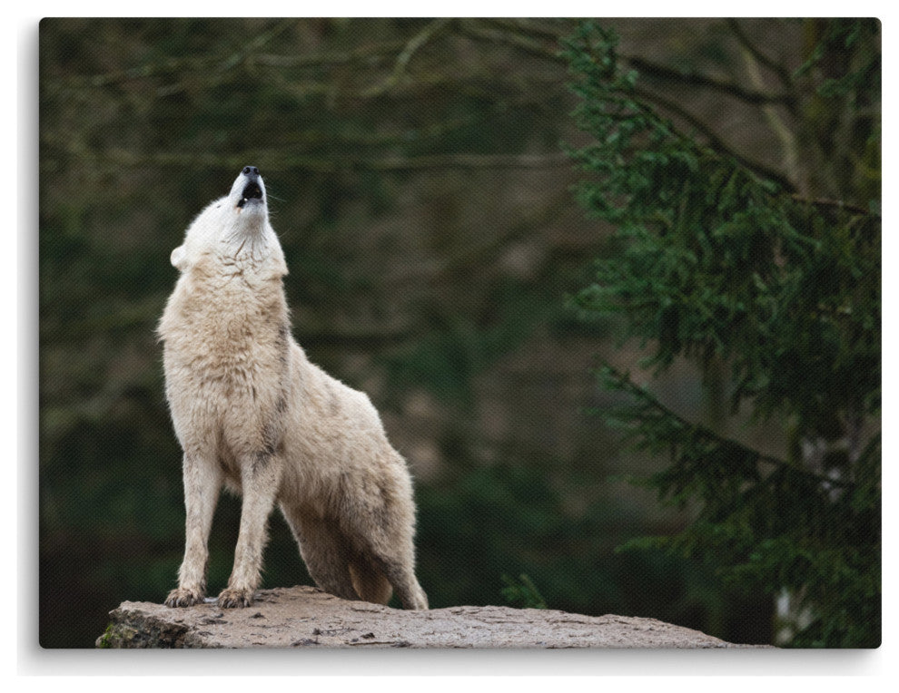 Howling White Wolf In The Forest Wildlife Photograph Canvas Wall Art Print, 12" X 16"