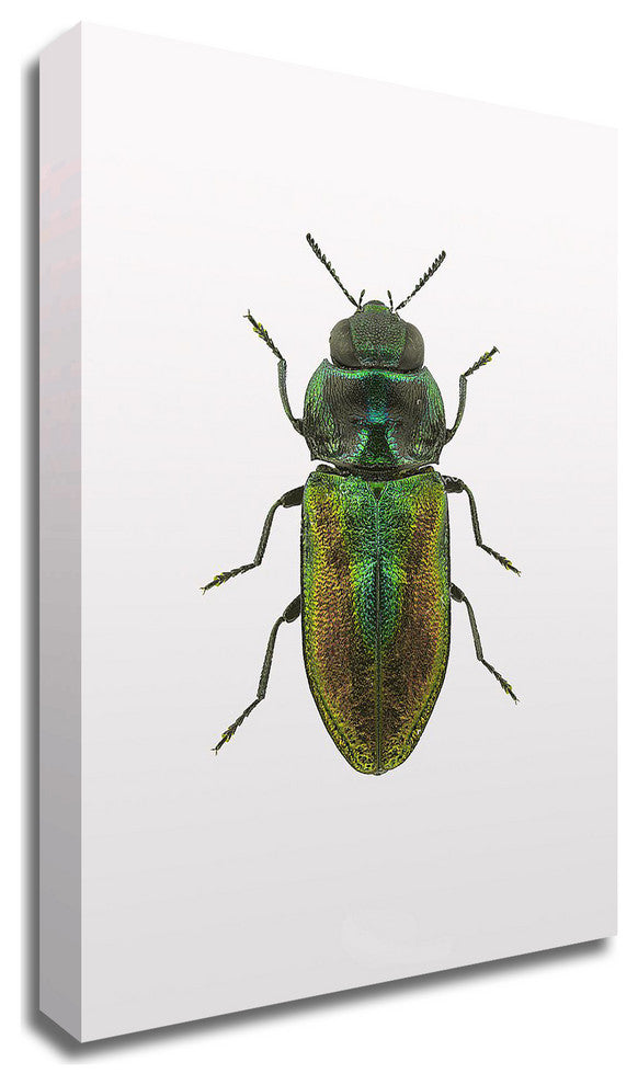 Beetle 1 by Design Fabrikken, Print on Canvas, 30"x42"