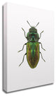 Beetle 1 by Design Fabrikken, Print on Canvas, 30"x42"