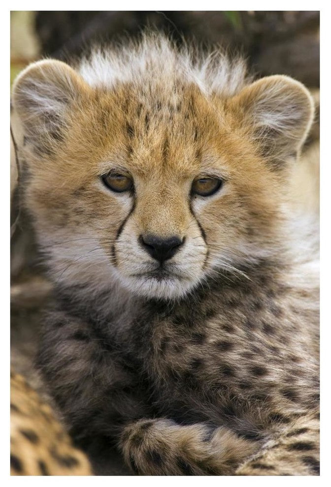 "Cheetah 10-12 week old cub portrait, Maasai Mara Reserve" Paper Art, 34"x50"