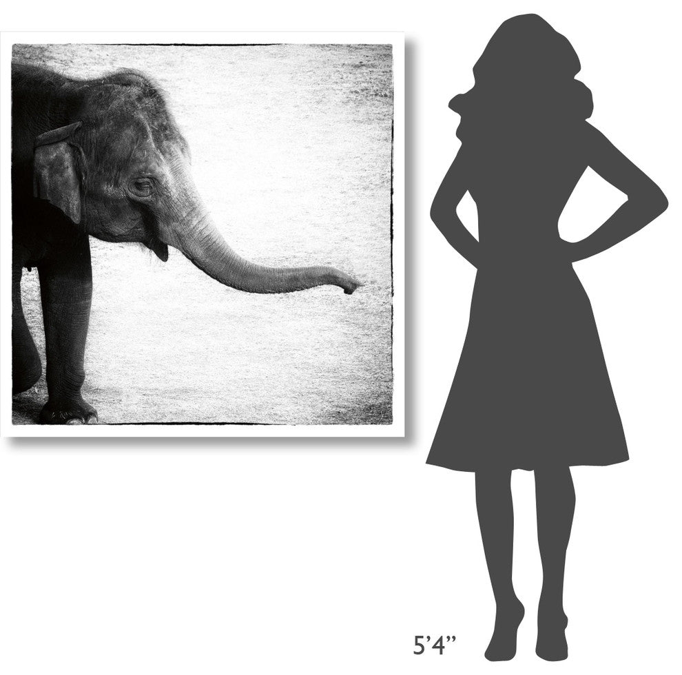 "Elephant II" Digital Paper Print by Debra Van Swearingen, 42"x42"