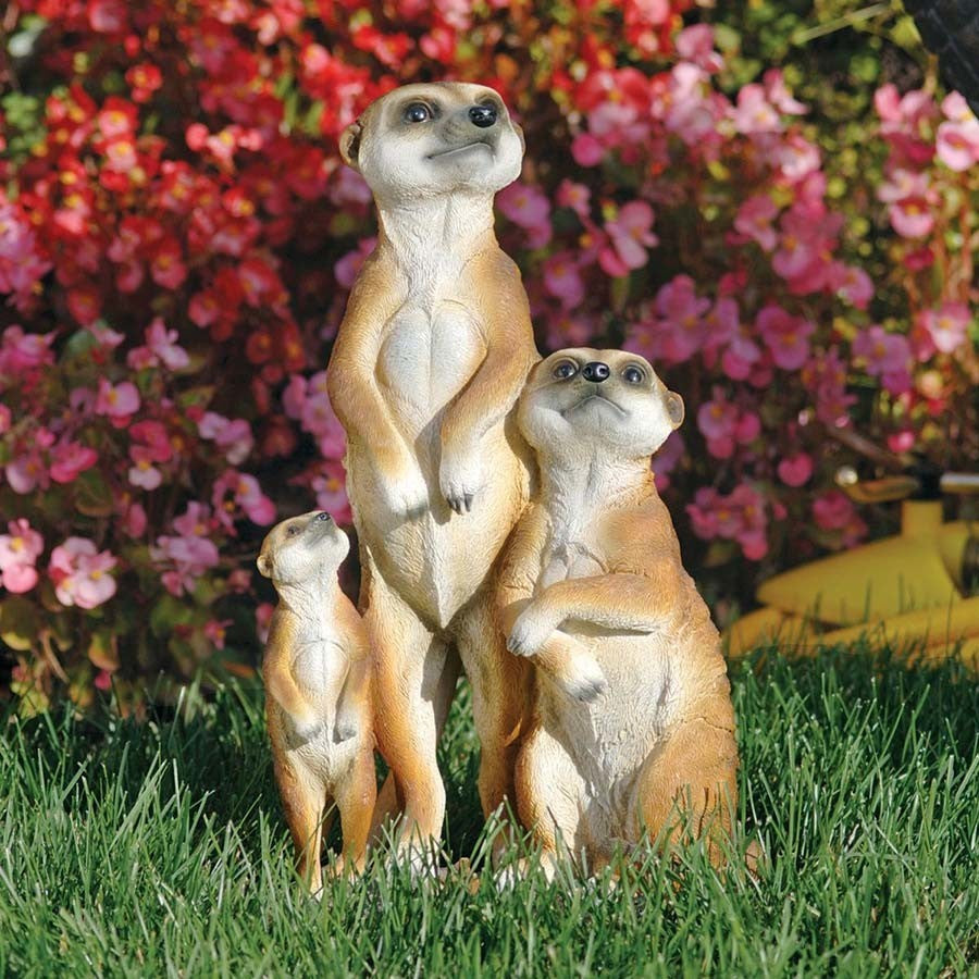 Meerkat Family