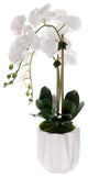 Real Touch Phalaenopsis Orchids in White Dimensional Pot