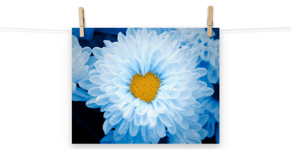 Blue Tinted Chrysanthemums Floral Nature Photo Loose Wall Art Print, 11" X 14"