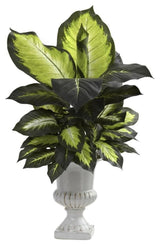 Dieffenbachia With White Ceramic Urn