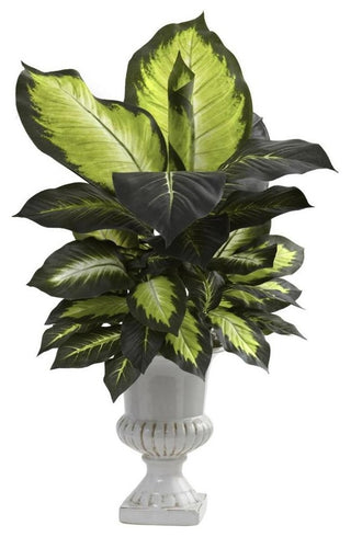 Dieffenbachia With White Ceramic Urn